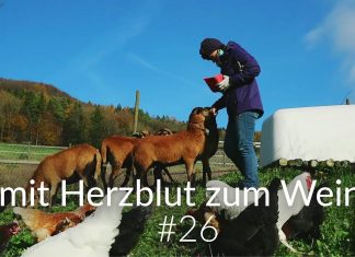 Wein-Schaf