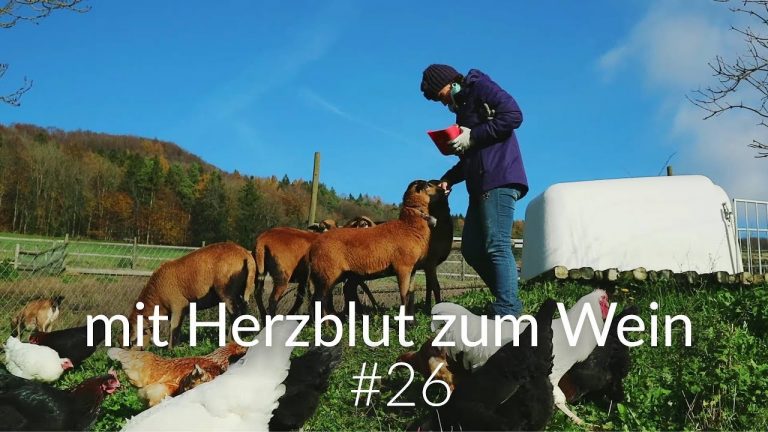 Wein-Schaf