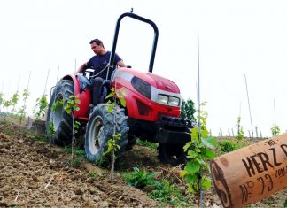 So viele Traubensorten, Rebberg Rundgang im Mai