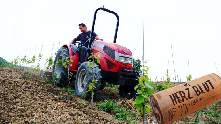 So viele Traubensorten, Rebberg Rundgang im Mai