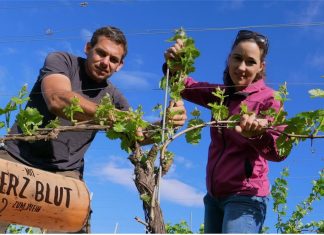Gutes Weinjahr vorprogrammiert mit Überraschung