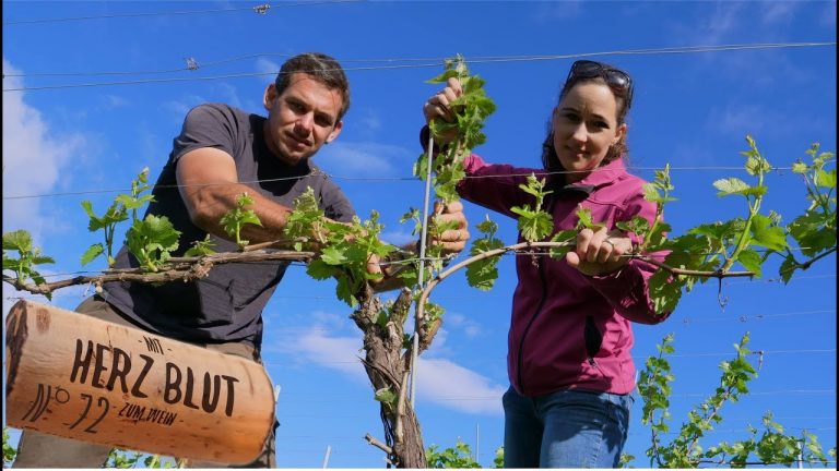 Gutes Weinjahr vorprogrammiert mit Überraschung
