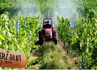 Ja, wir spritzen, Unser Pflanzenschutz im Rebberg