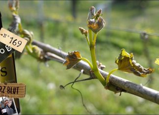 So sieht es nach dem Frost aus!!!