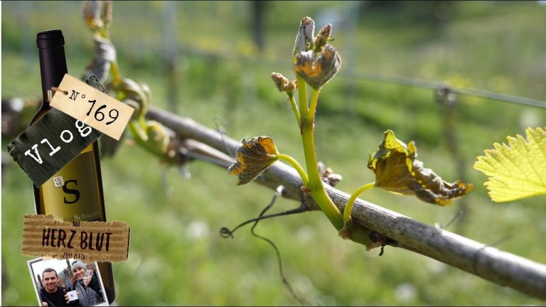 So sieht es nach dem Frost aus!!!