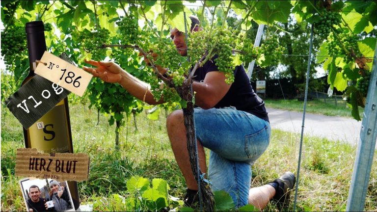 Blätter ab und mit dem Traktor steckengeblieben