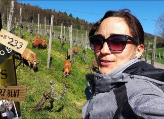 Frühling im Rebberg und grüssen NICHT vergessen!!!