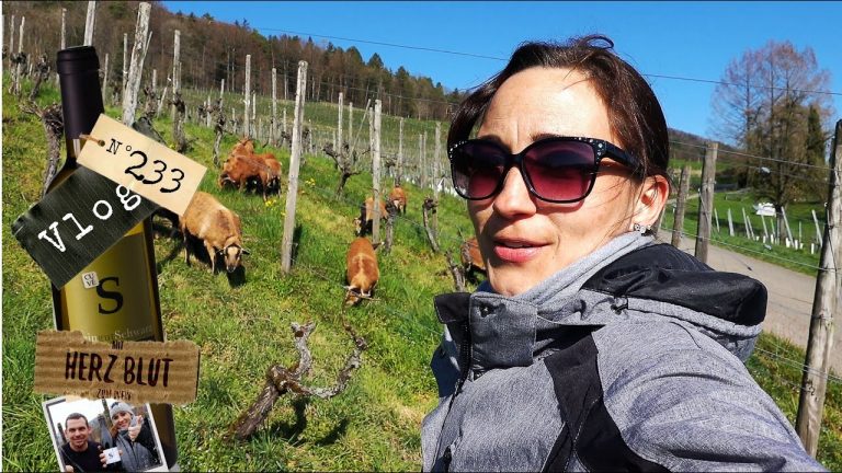 Frühling im Rebberg und grüssen NICHT vergessen!!!